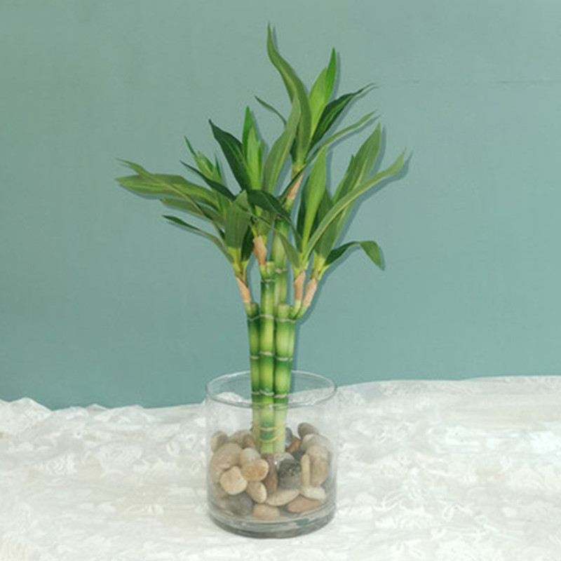 Aquarium Fish Land - New 40cm rFtificial Lucky Bamboo Succulent
