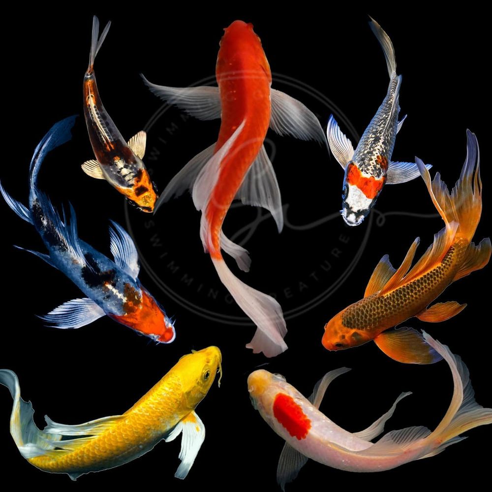 Live Fish Aquarium - Assorted Colors Live Koi Fish for
