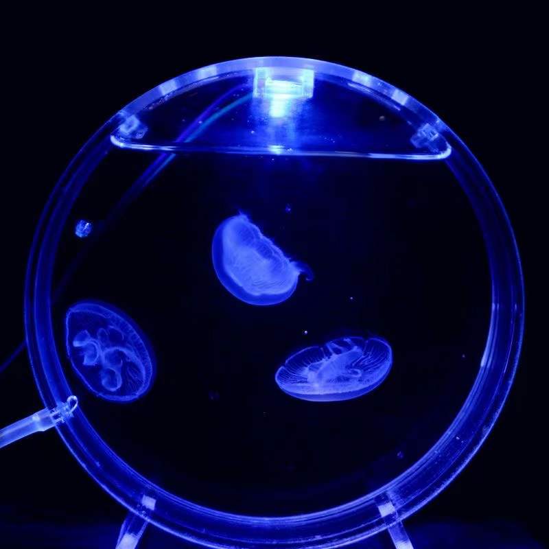 Aquarium desktop jellyfish tan - Aquarium Fish In Bowl review and price