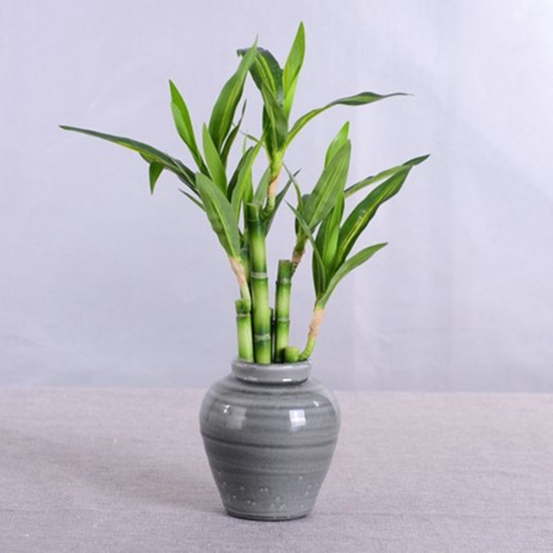 New 40cm rFtificial Lucky Bamb - Aquarium Fish Land review and price