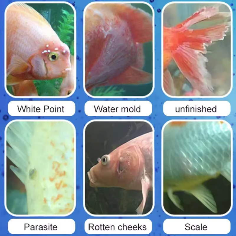 SIKEZHAN Fish Disease Treatmen - Aquarium Fish Freshwater review and price