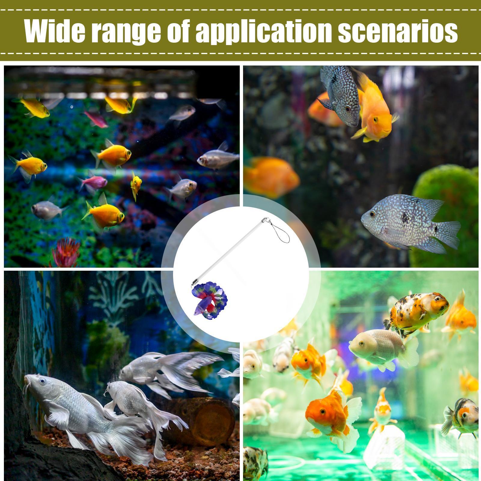 Fish Training Wand For Betta I - Aquarium Fish For Beginners review and price